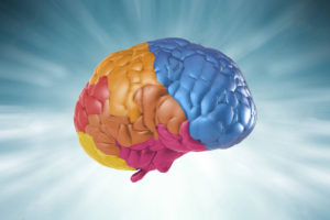 Mitos y realidades de la plasticidad del cerebro